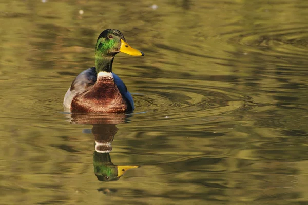 Mallard drake swimming in golden reflections - front view — Stock Photo, Image