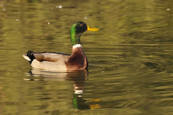 Mallard drake swimming in golden reflections - side view — Stock Photo, Image