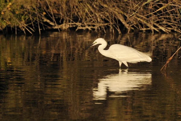 浅い水、黄金の夕日の照明で少し白鷺狩り — ストック写真