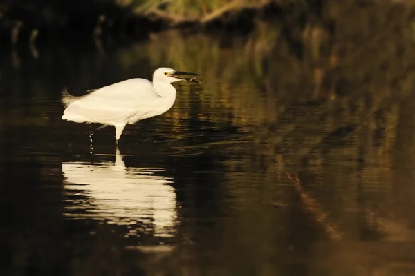 Little egret eating a small fish in golden sunset lighting — Stock Photo, Image
