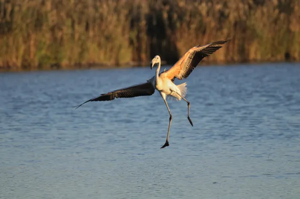 Juvenil maior flamingo aterrissando desajeitadamente em águas rasas — Fotografia de Stock