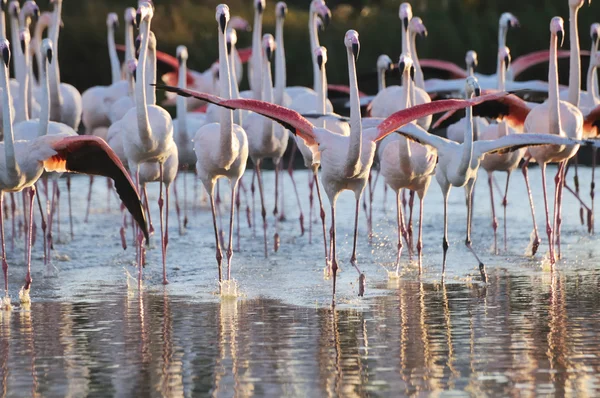 En flock av större flamingos laddning mot kameran — Stockfoto
