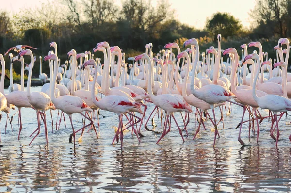 Een grote zwerm van grotere Flamingo 's — Stockfoto