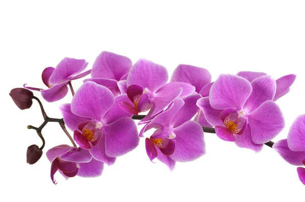 Orchid Flower Royalty Free Stock Photos