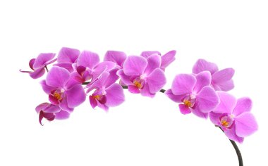 Orchid clipart