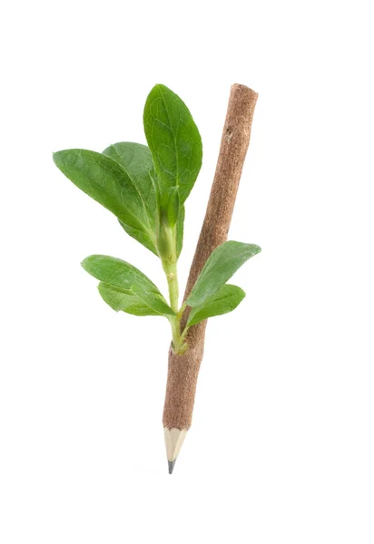 Lápiz de madera con hojas . — Foto de Stock