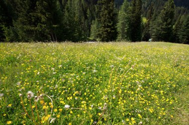 val Gardena çiçekli çayır