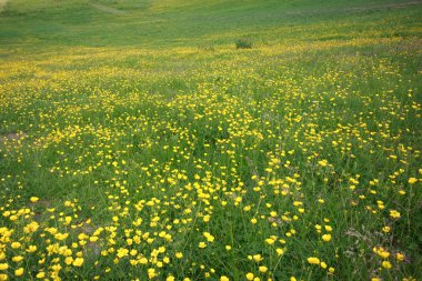 val Gardena çiçekli çayır