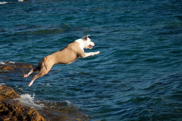 Perro se sumerge en el mar desde el acantilado —  Fotos de Stock