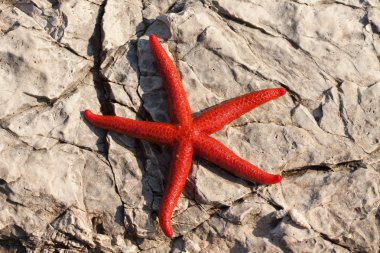 Kırmızı deniz yıldızı (Echinaster sepositus)