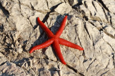 Red starfish (Echinaster sepositus) clipart