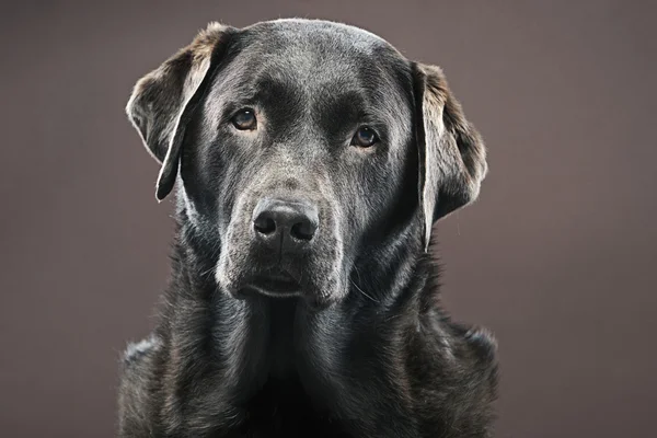 Labrador de chocolate contra fundo marrom — Fotografia de Stock