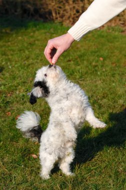 Dog standing and eating clipart