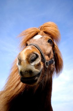 Horse face and blue sky. clipart