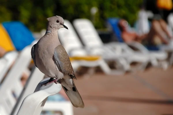 Pigeon en vacances — Photo