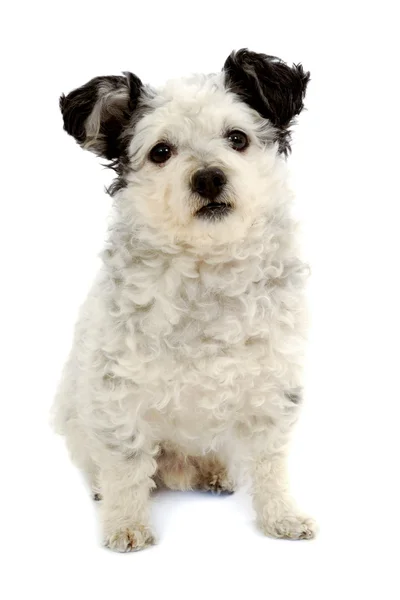 Kleine hond zittend op witte achtergrond — Stockfoto