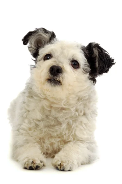 Kleiner Hund ruht auf weißem Hintergrund — Stockfoto