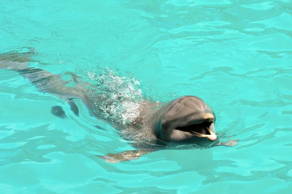 Golfinho feliz nadando em água azul — Fotografia de Stock