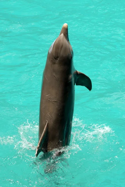 Дельфін стрибає у воду — стокове фото