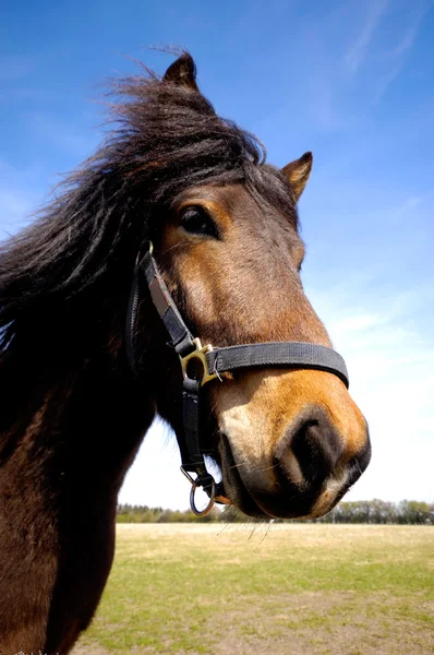 馬の顔は、興味を見る — ストック写真