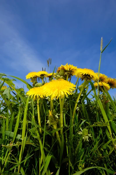 Dandelion flowers in nature — Stock Photo, Image