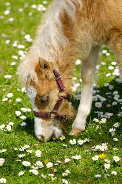 Puledro di cavallo mangiare erba — Foto Stock