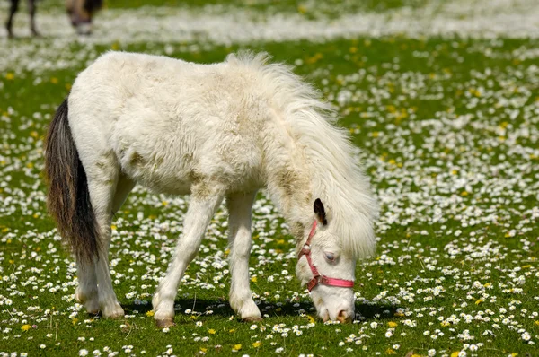 Caballo joven blanco comiendo hierba — Foto de Stock