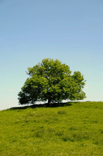 Tree on hill — Stock Photo, Image