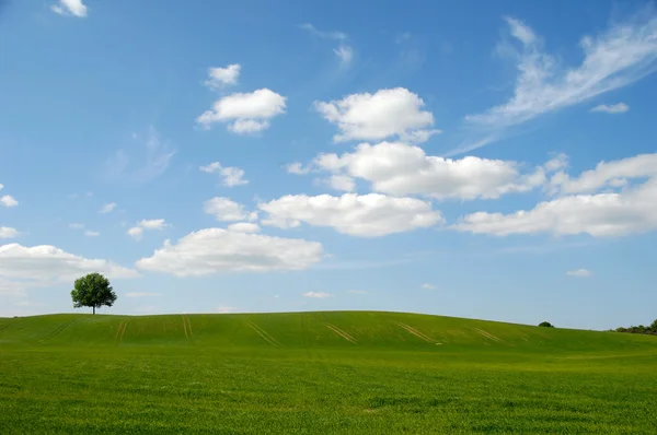 Träd på hill och moln — Stockfoto