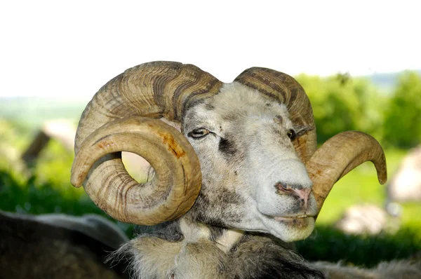 Goat with big horns — Stock Photo, Image