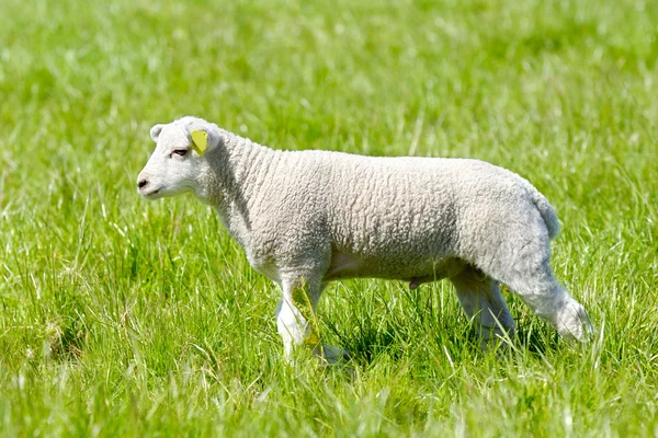 复活节的羔羊 — 图库照片