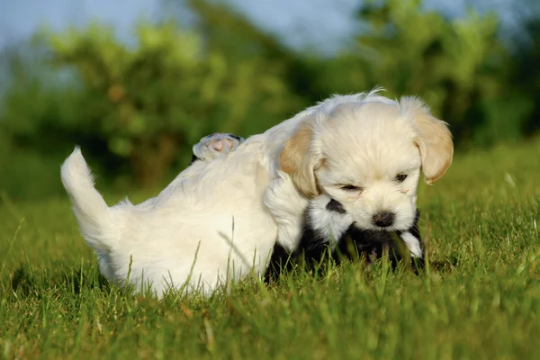 Puppies zijn vechten en spelen — Stockfoto