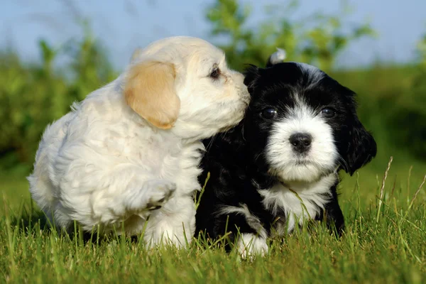 Cães cachorros pretos e brancos — Fotografia de Stock
