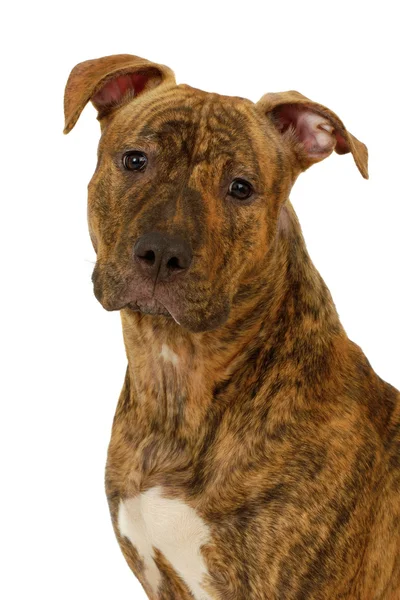 Staffordshire Terrier Hund — Stockfoto