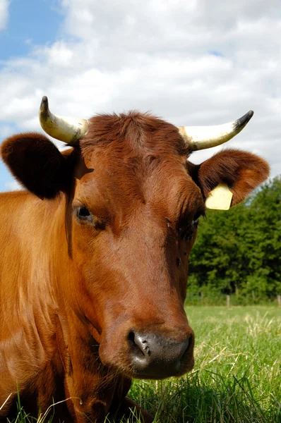 Kráva obličej — Stock fotografie