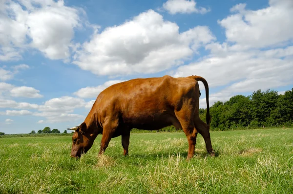 Kor äter gräs — Stockfoto