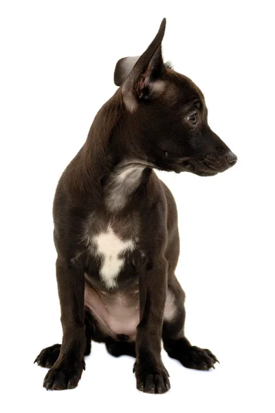 Nero timido cane cucciolo — Foto Stock