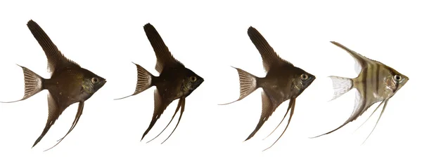 스칼라 물고기 라인 — 스톡 사진