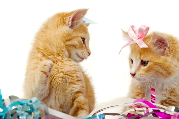 Two sweet cat kittens — Stock Photo, Image