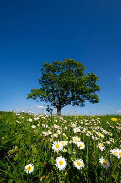 Papatya çiçekleri ve ağaç — Stok fotoğraf