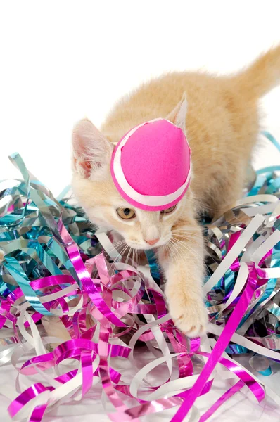 Kočka kotě s kloboukem — Stock fotografie
