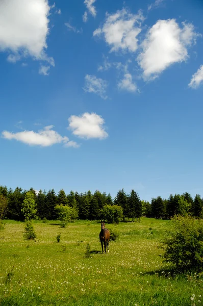 Лошадь на медау — стоковое фото