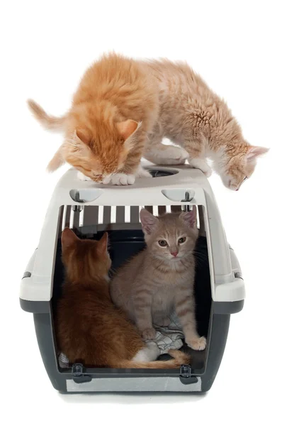 Gatinhos de gato doce em caixa de transporte — Fotografia de Stock