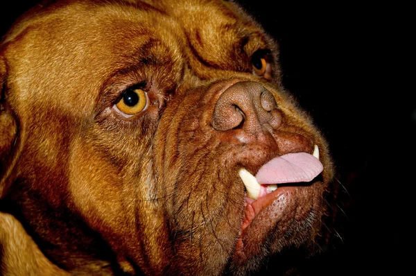 Собачье лицо — стоковое фото