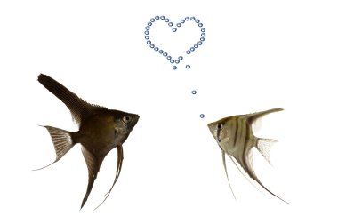 Fish in love clipart