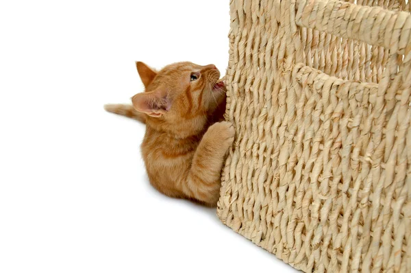 Hravé kotě — Stock fotografie