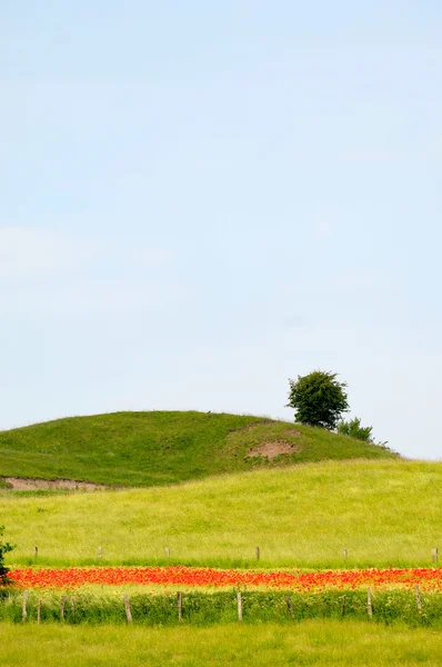 Green hill and tree — Stock Photo, Image