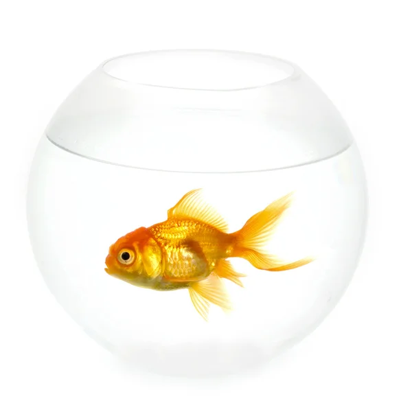 Guldfisk i en skål — Stockfoto