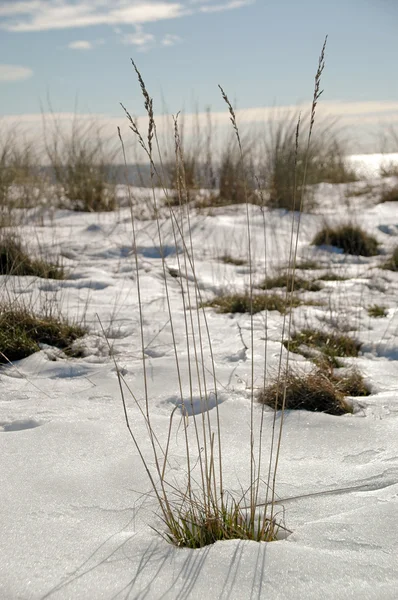 Zimowych przy plaży — Zdjęcie stockowe