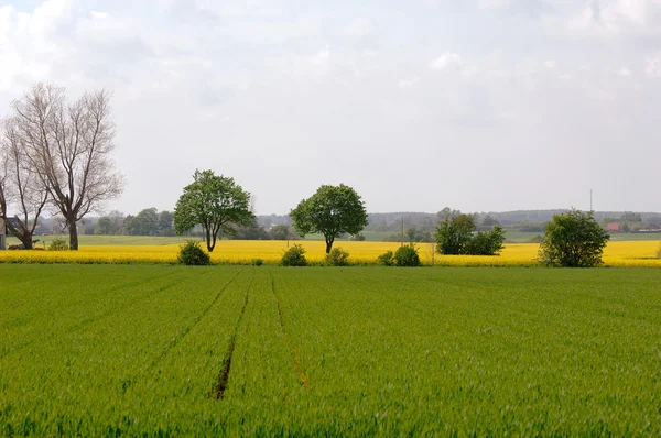 Zelené a žluté pole — Stock fotografie